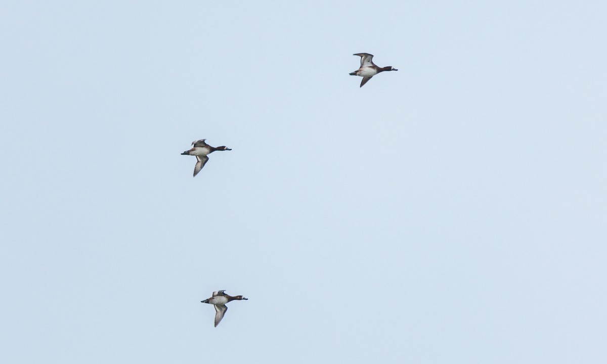 Greater Scaup - ML609995452