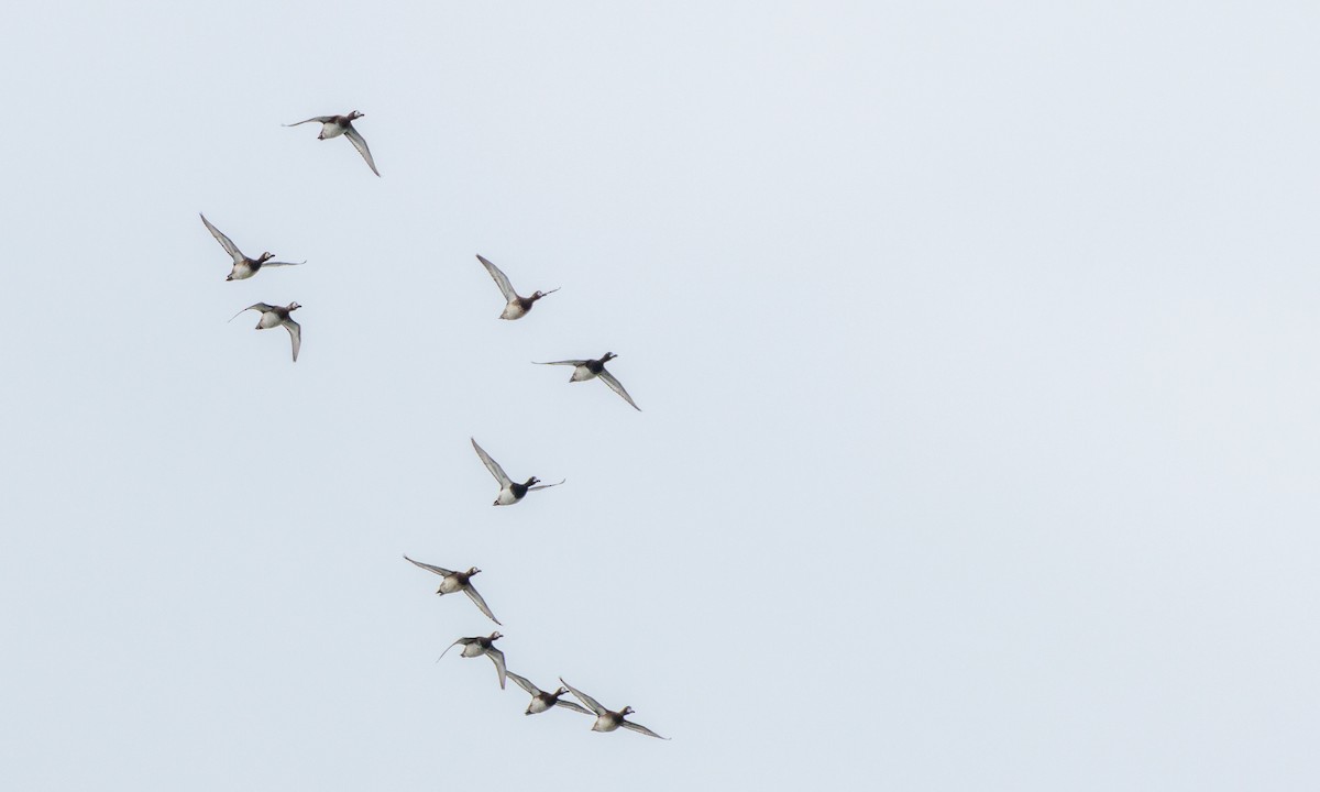 Greater Scaup - ML609995453