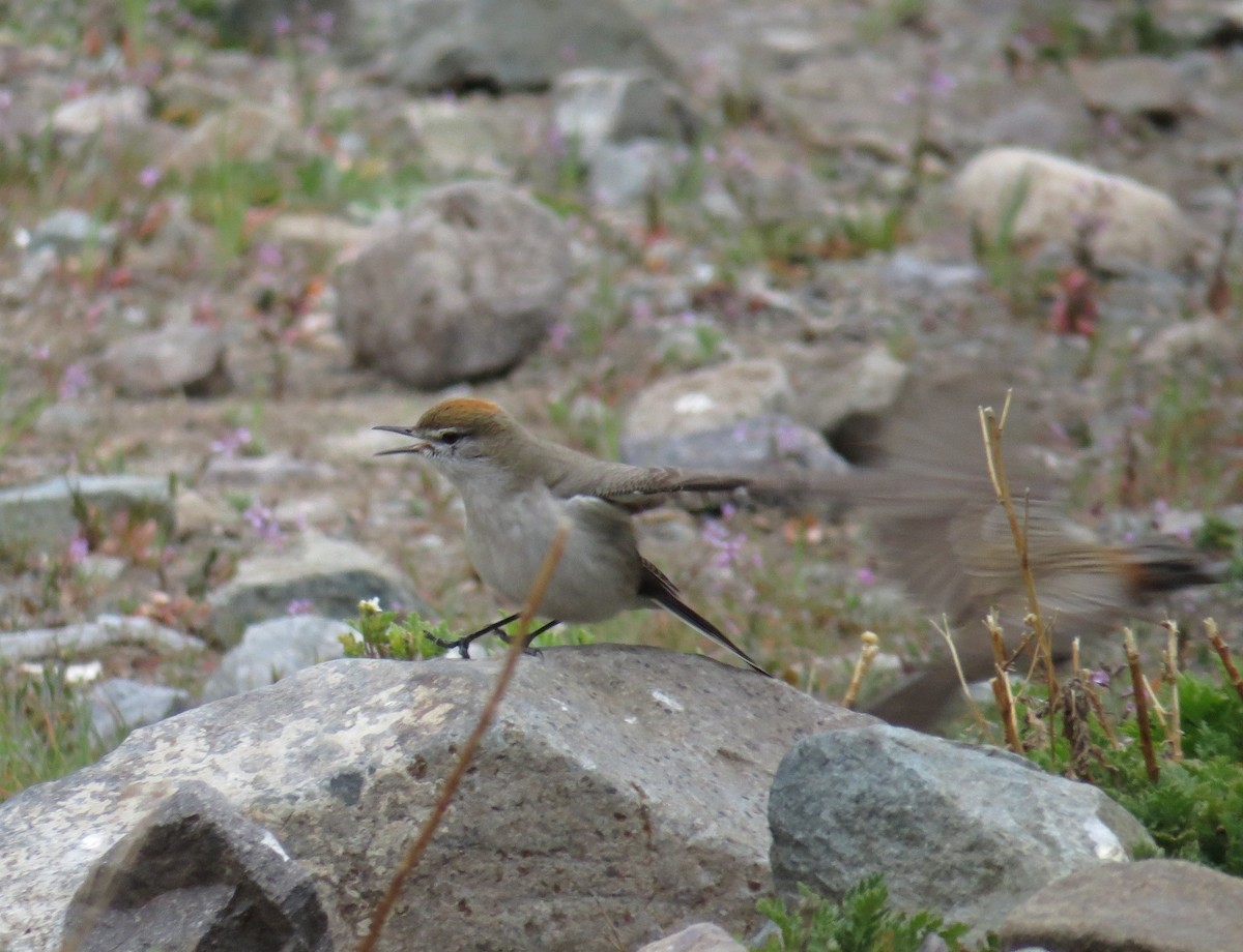 White-browed Ground-Tyrant - Olivares Barraza