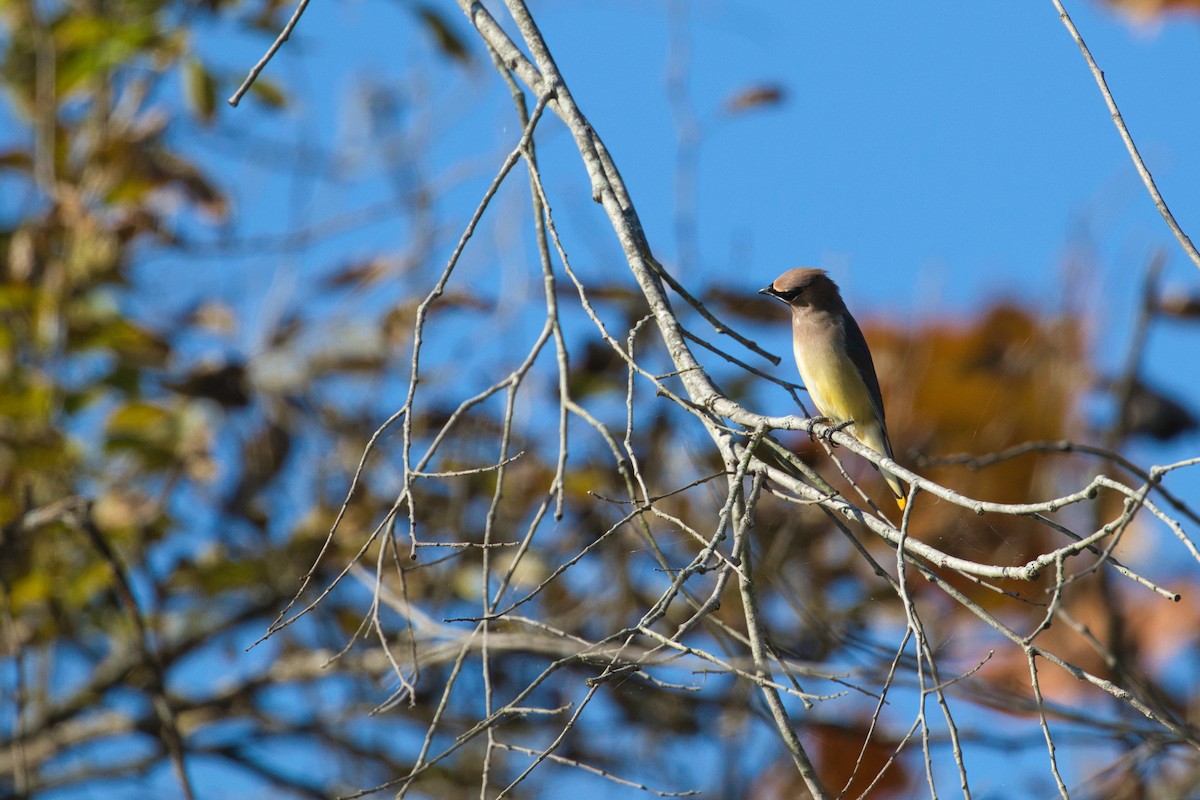 Cedar Waxwing - ML609995524