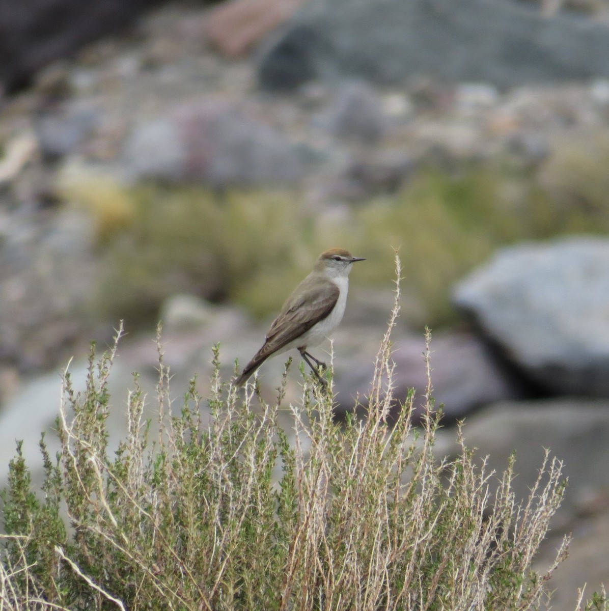 White-browed Ground-Tyrant - Olivares Barraza