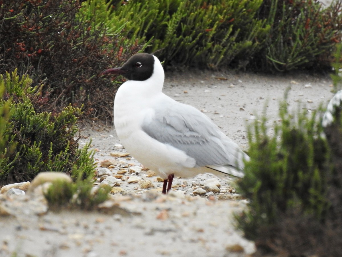 Black-headed Gull - ML609995549