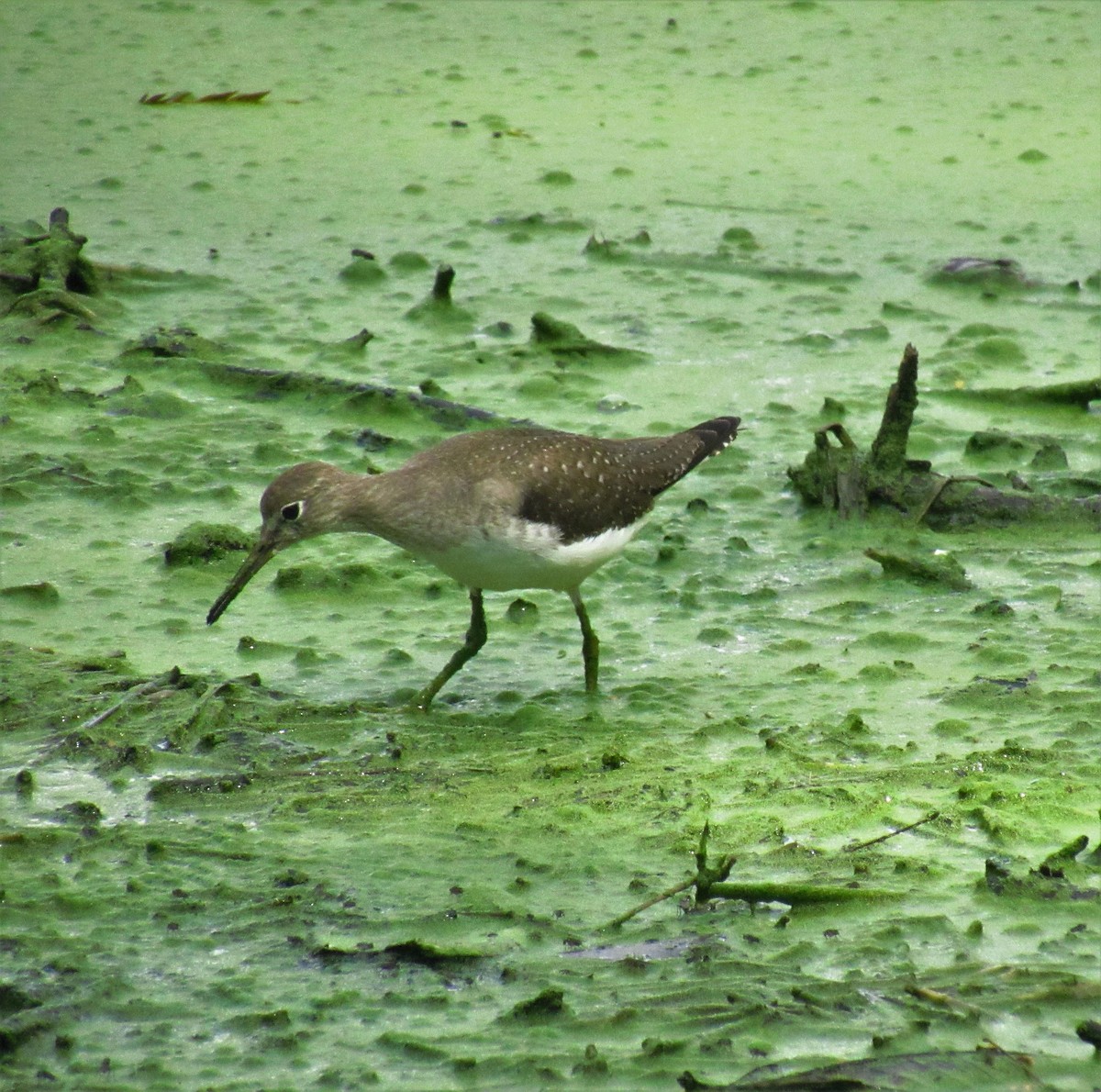 Solitary Sandpiper - ML609995640