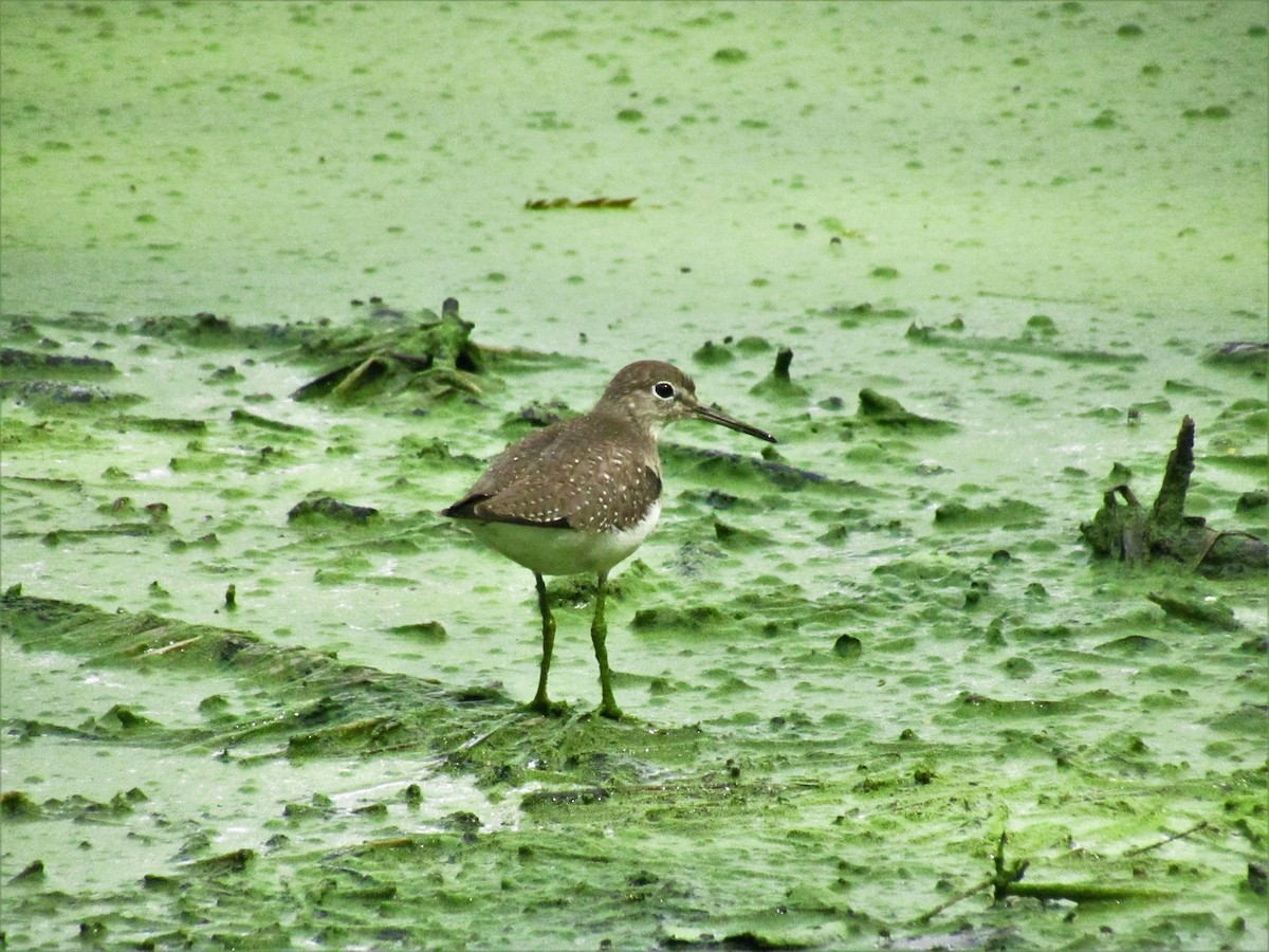 Solitary Sandpiper - ML609995654