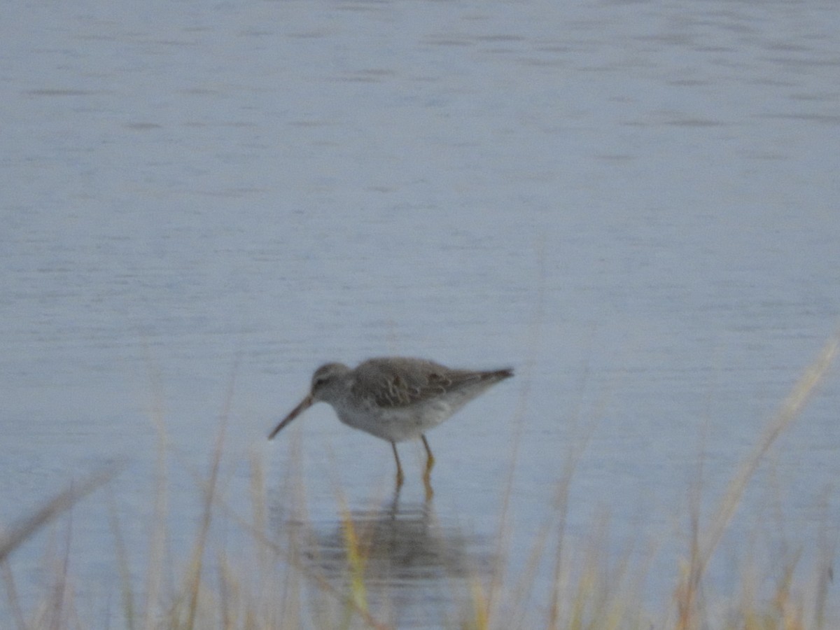 Stilt Sandpiper - ML609995665