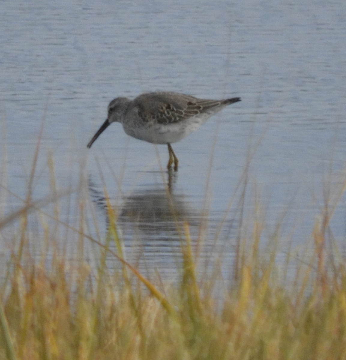 Stilt Sandpiper - ML609995675