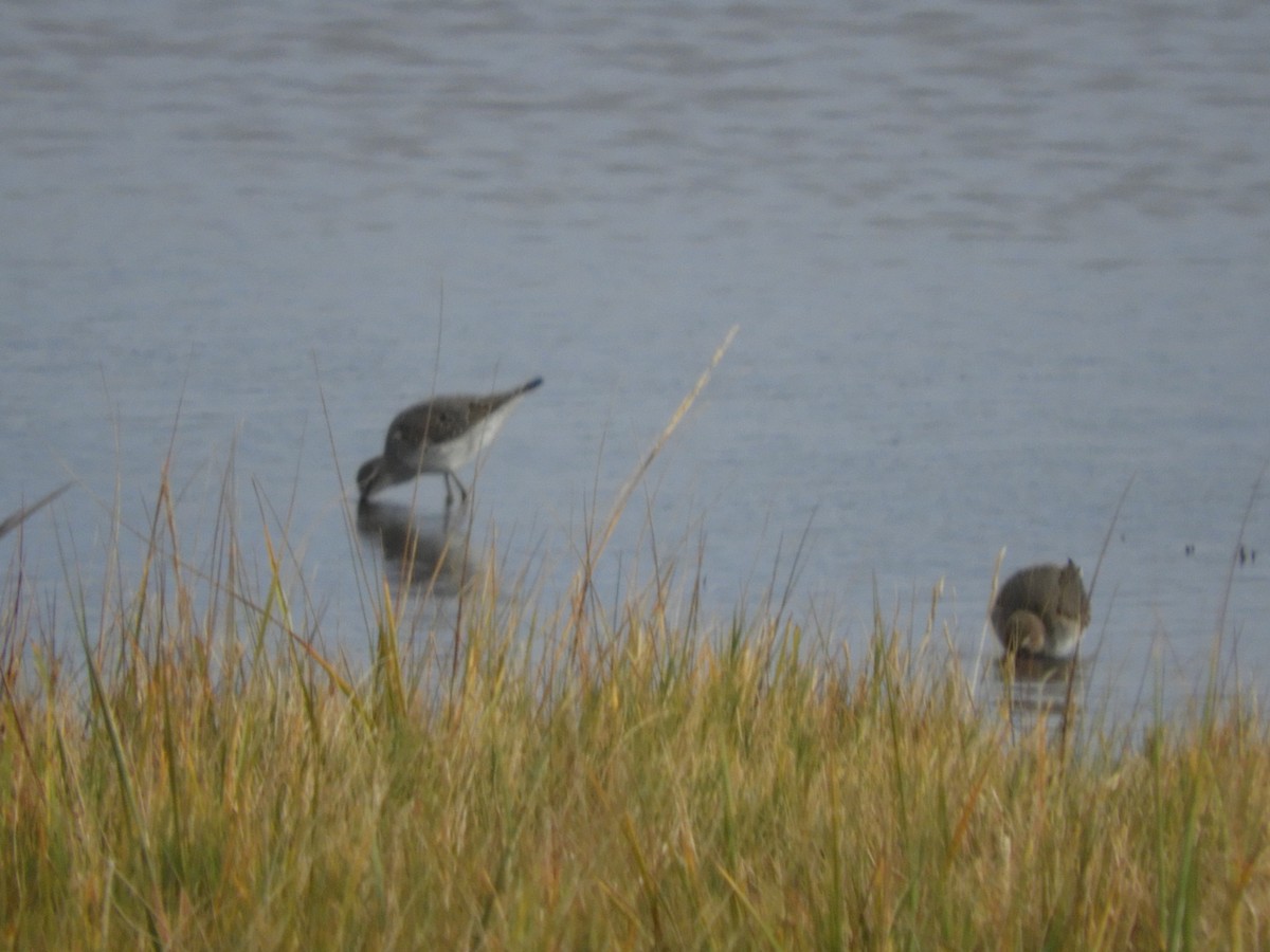 Bindenstrandläufer - ML609995704