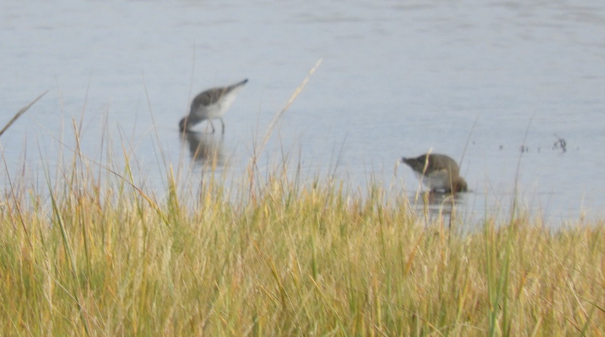 Bindenstrandläufer - ML609995709