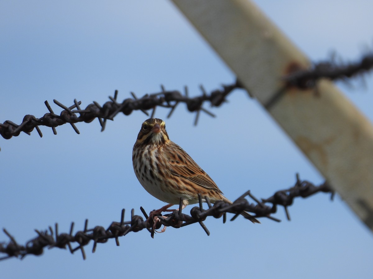 Savannah Sparrow - Robin M