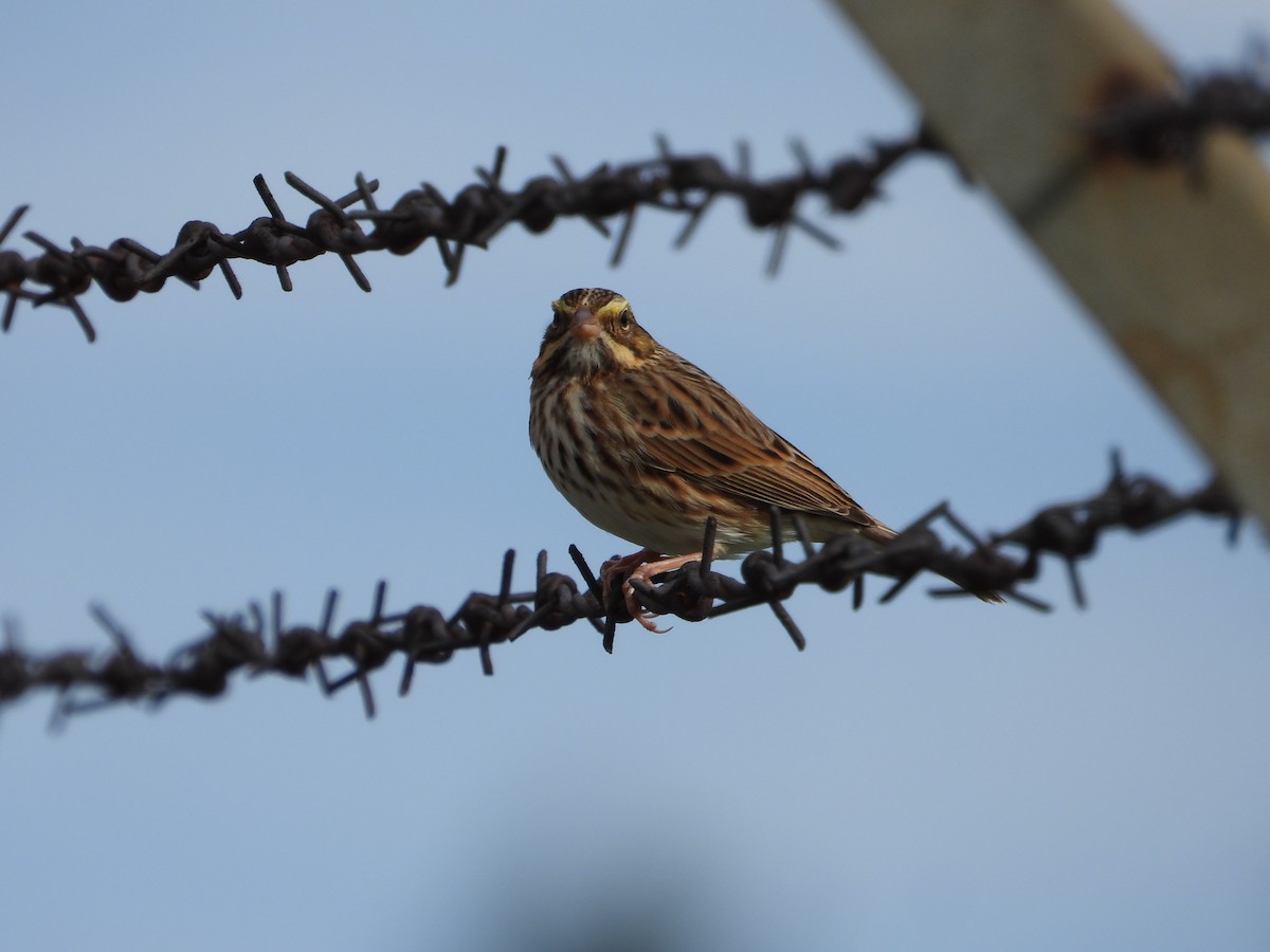 Savannah Sparrow - ML609995842