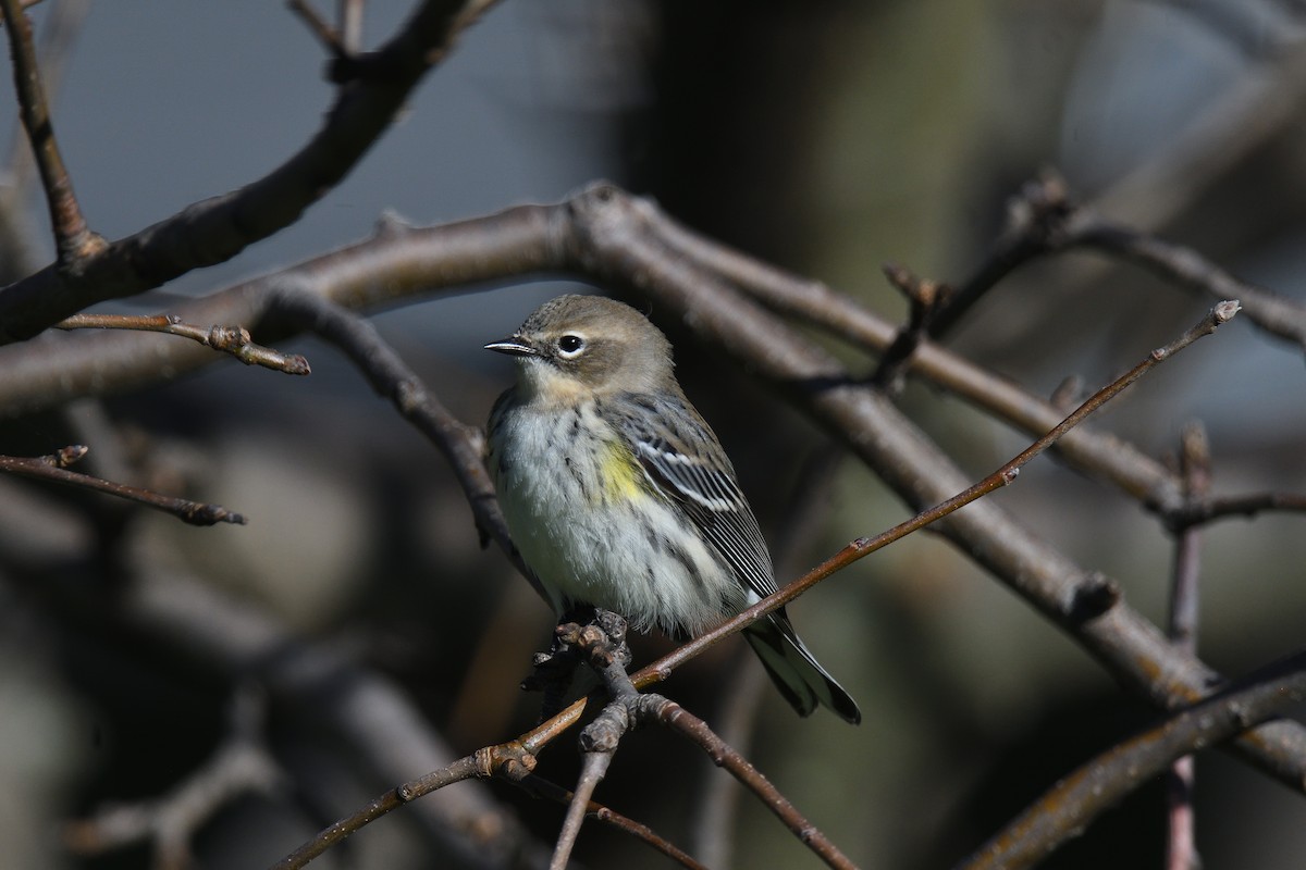 Yellow-rumped Warbler (Myrtle) - ML609995935