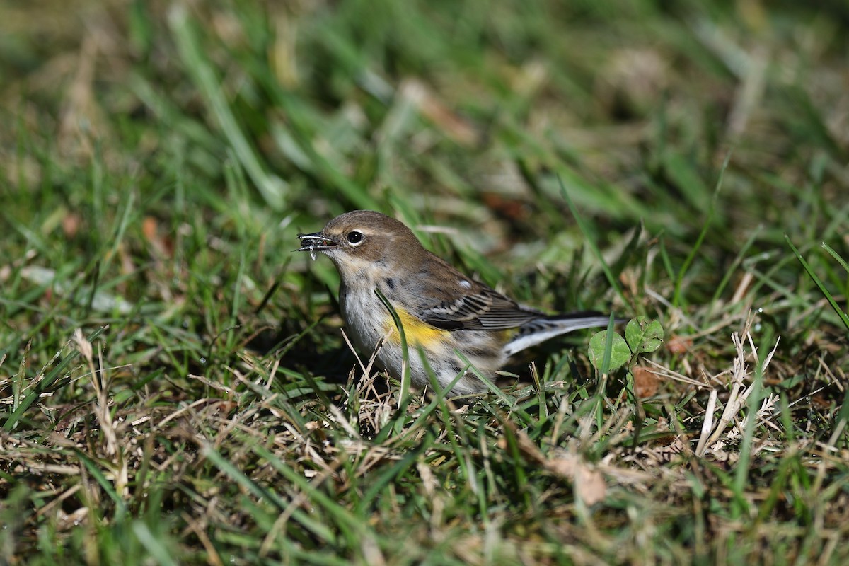 Yellow-rumped Warbler (Myrtle) - ML609995936