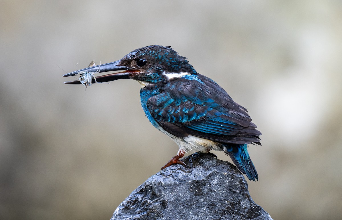 Javan Blue-banded Kingfisher - ML609996037