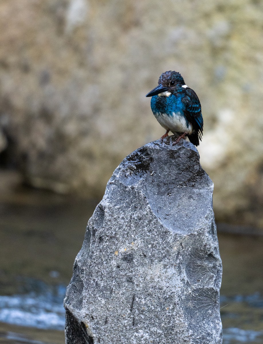 Javan Blue-banded Kingfisher - ML609996049