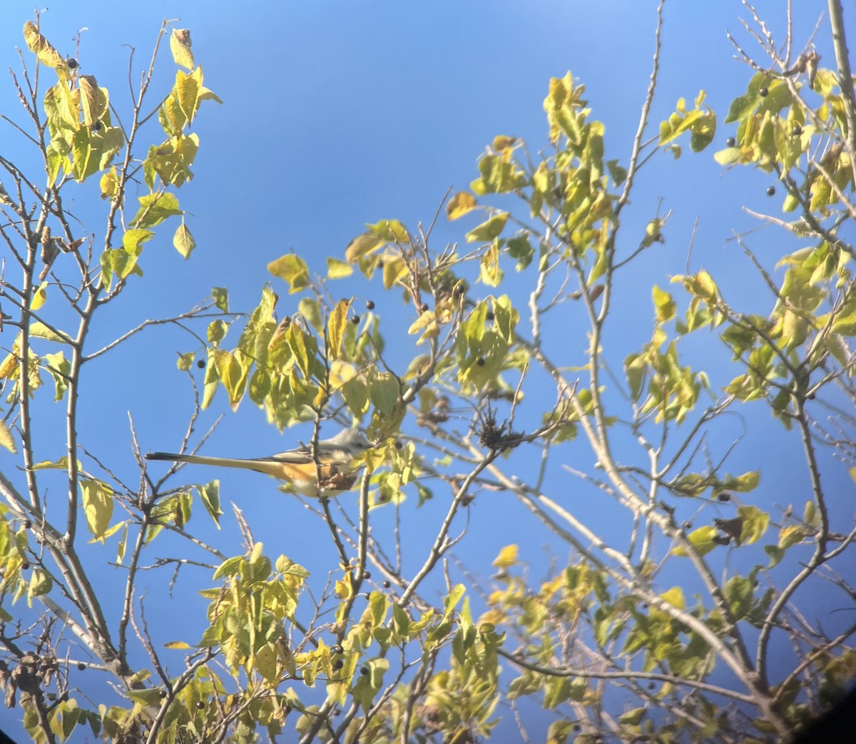 Scissor-tailed Flycatcher - David Johnson