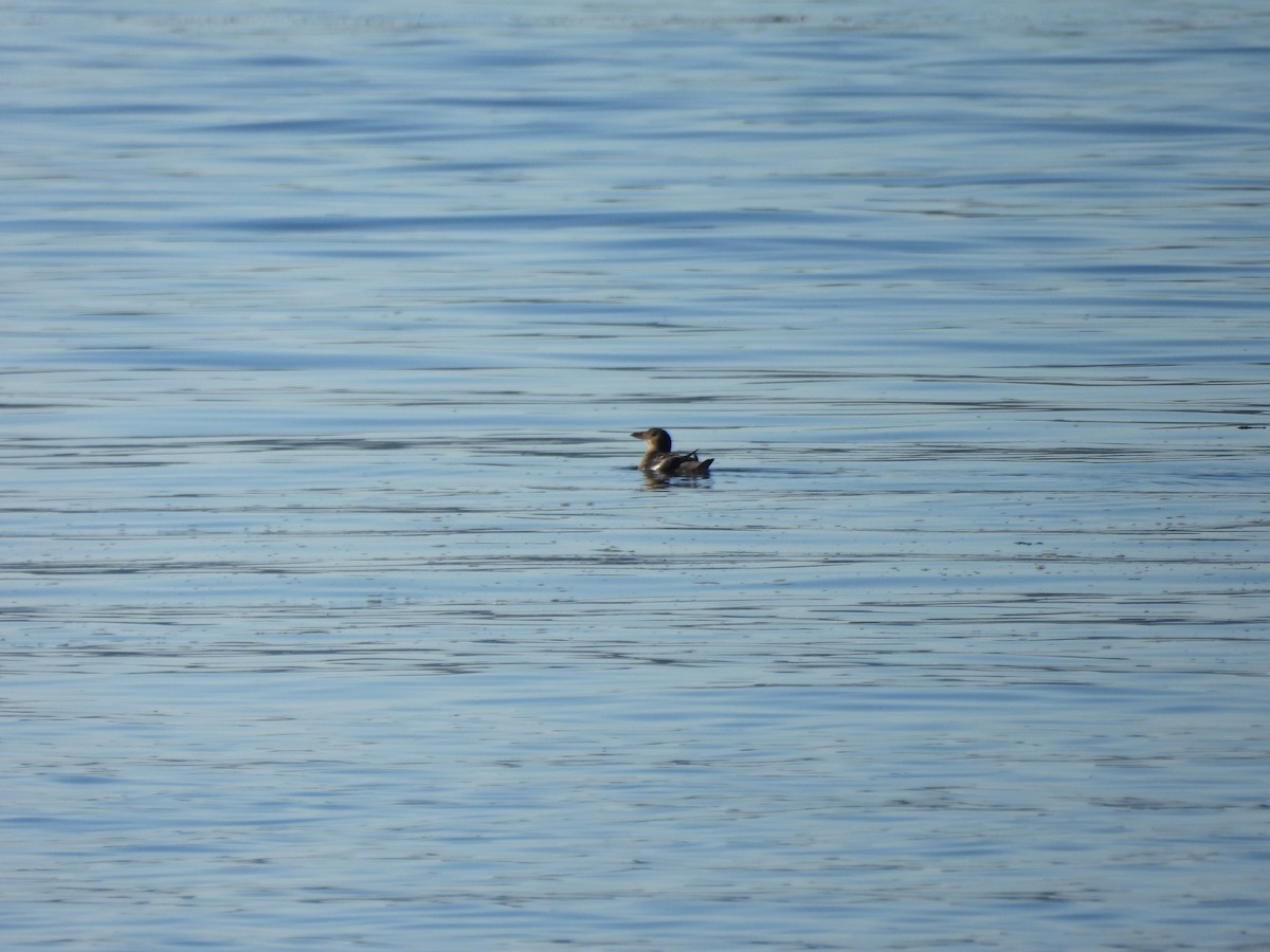 Rhinoceros Auklet - ML609996192