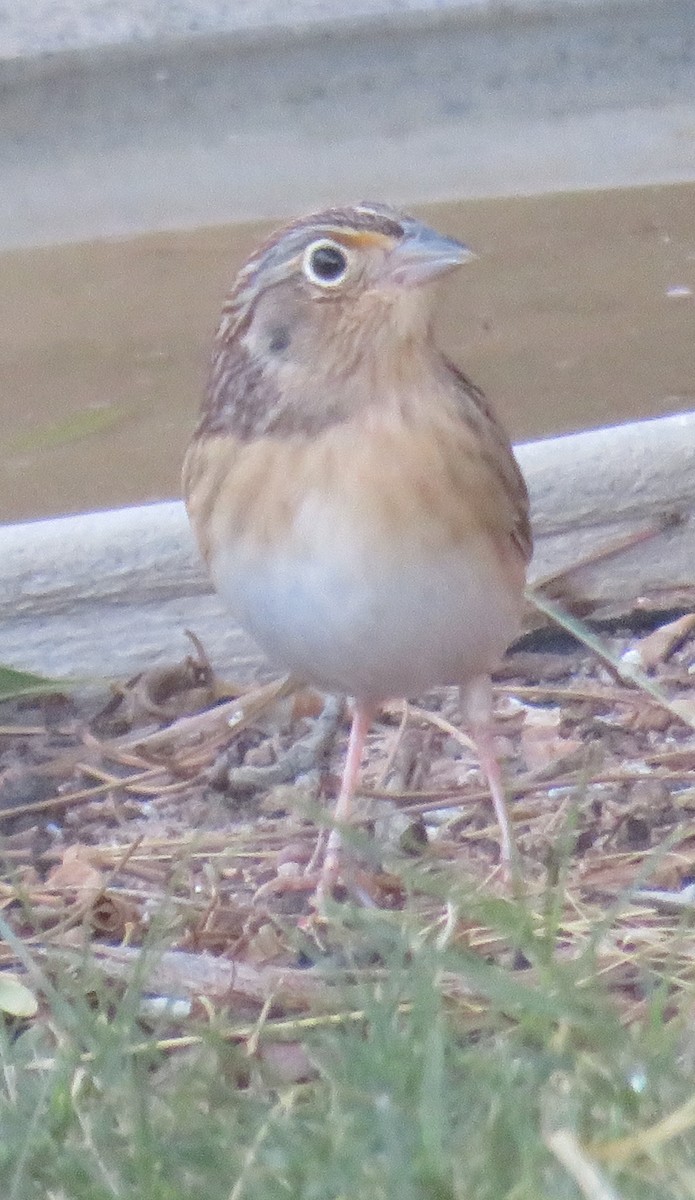 eBird Checklist - 15 Oct 2023 - My Yard - 7 species (+1 other taxa)