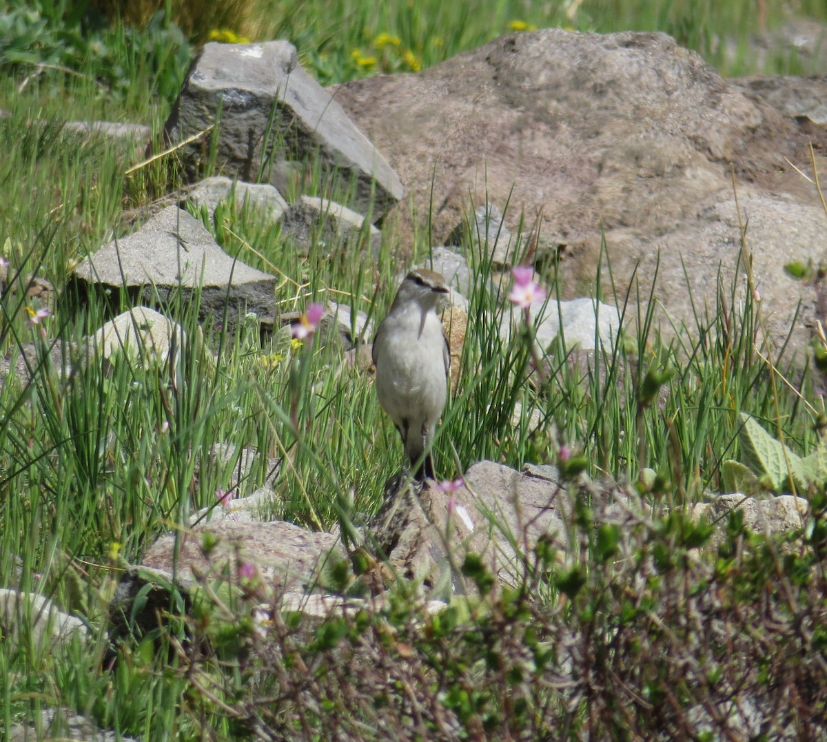 White-browed Ground-Tyrant - ML609996240