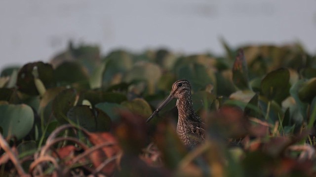 Bécassine du Paraguay - ML609996278