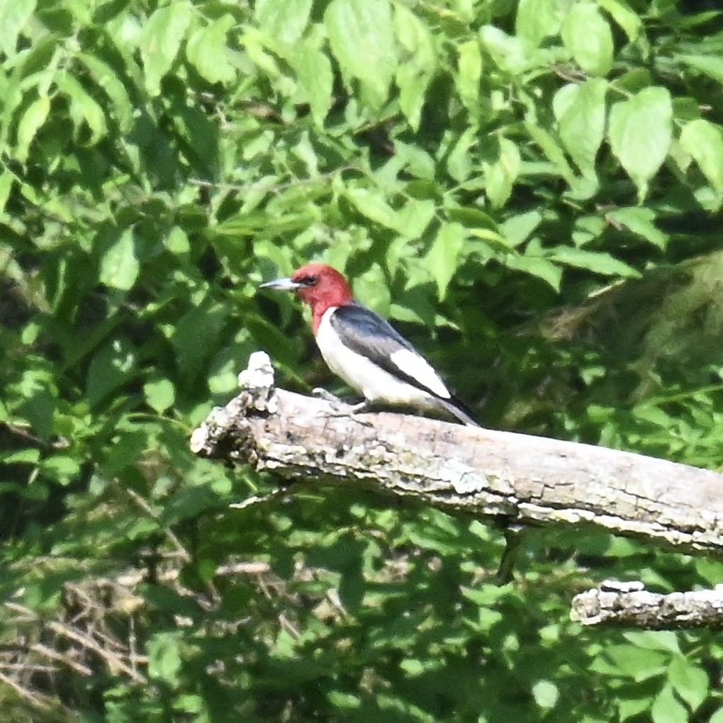 Red-headed Woodpecker - ML609996296