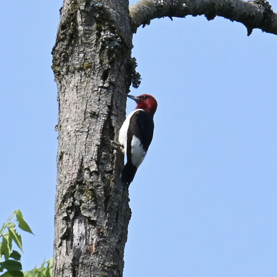 Red-headed Woodpecker - Justin Riley