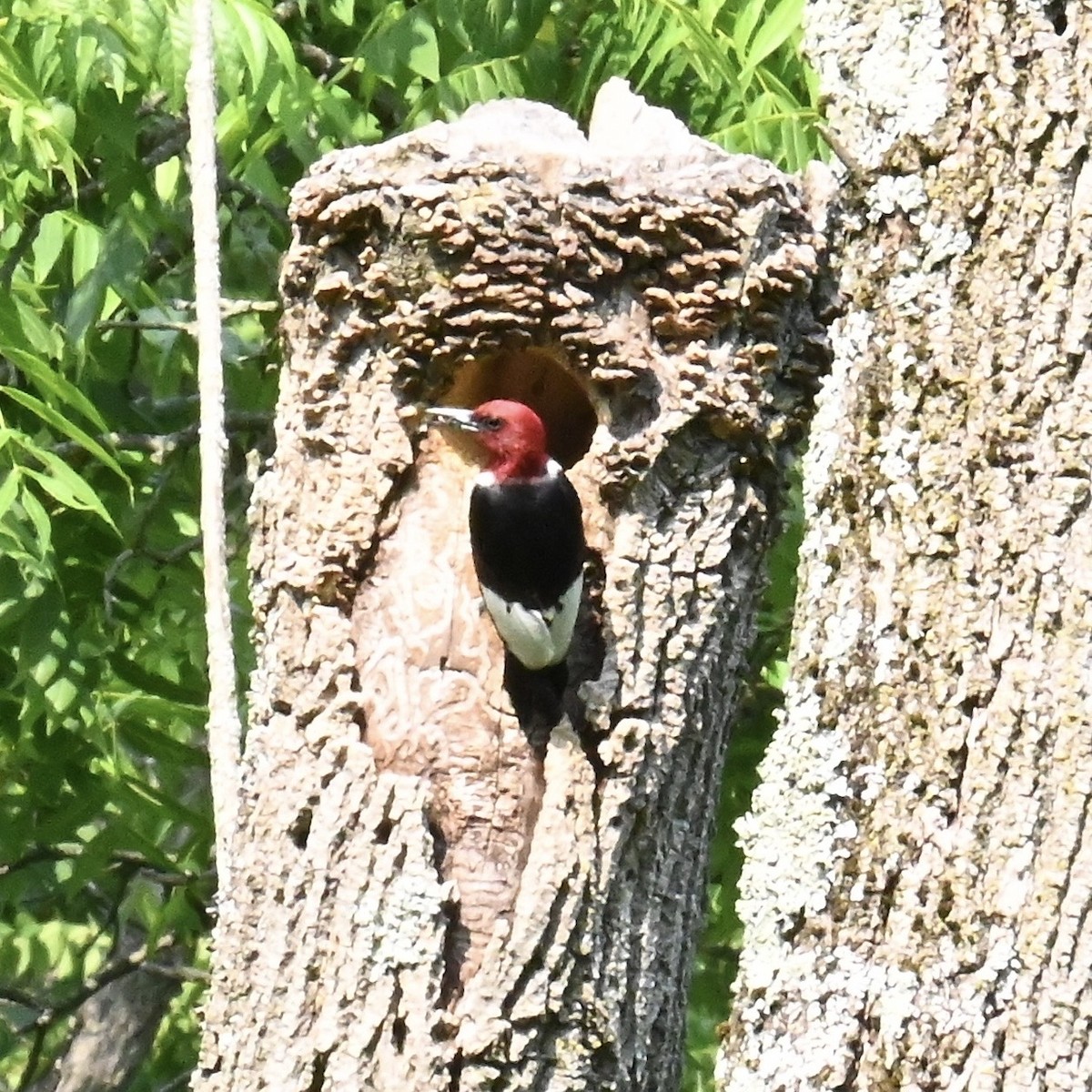 Red-headed Woodpecker - Justin Riley