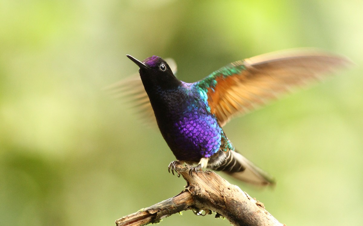 Velvet-purple Coronet - ML60999631