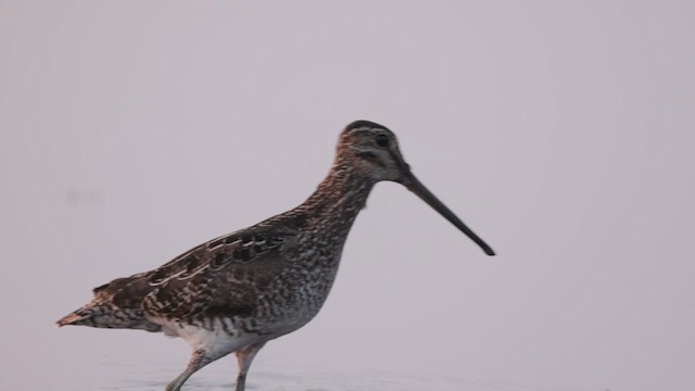 Pantanal Snipe - ML609996317