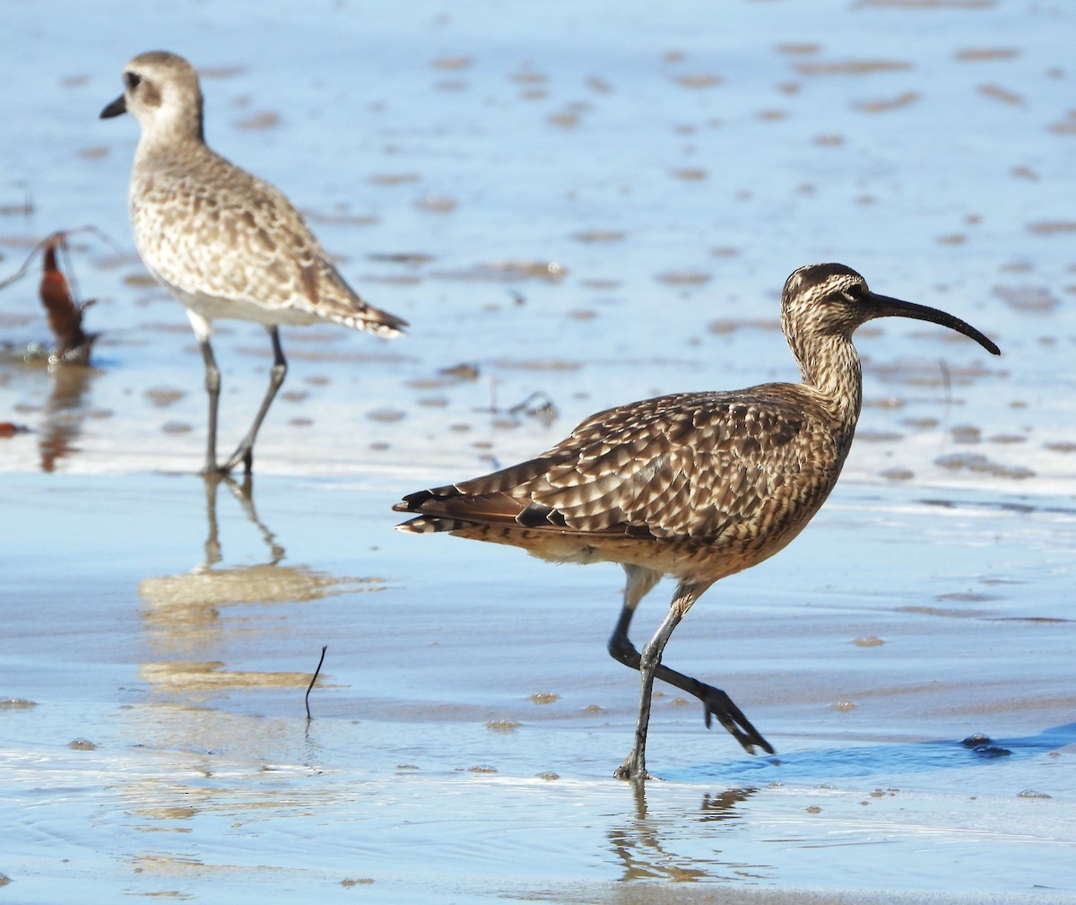 Whimbrel - ML609996426