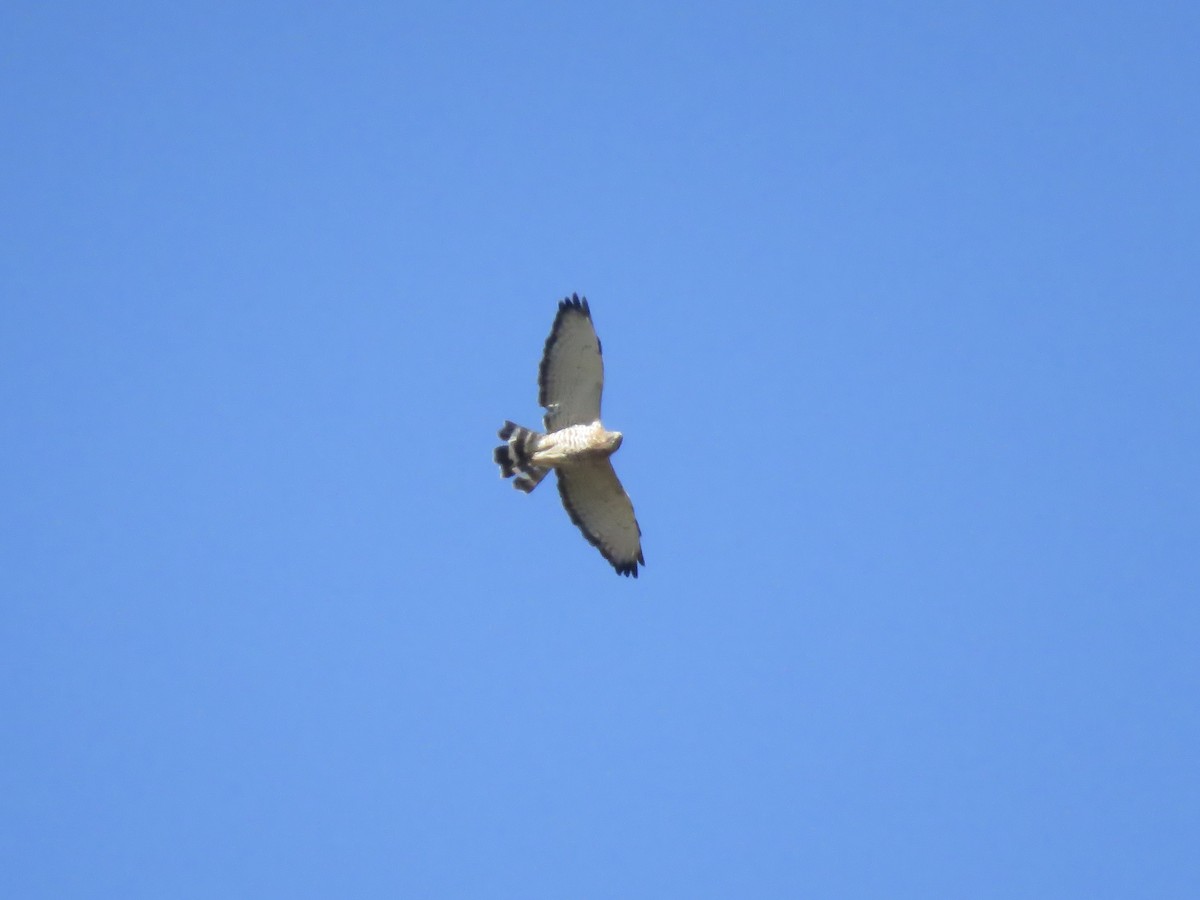 Broad-winged Hawk - Seth McComsey