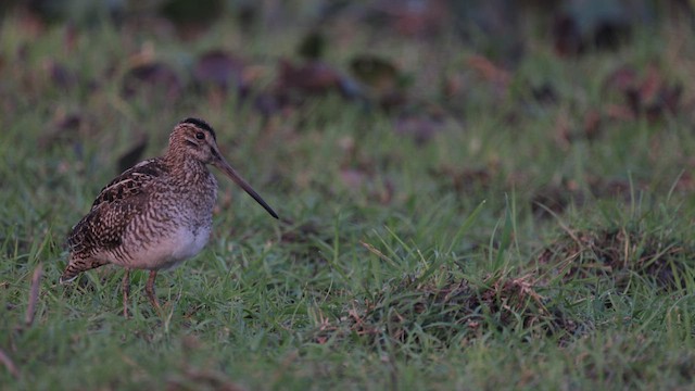 Pantanal Snipe - ML609996438