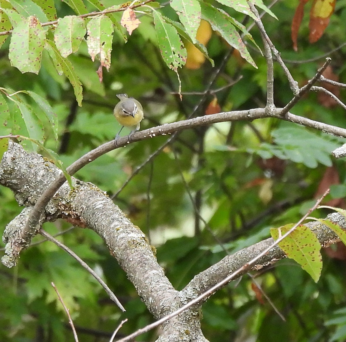 Philadelphia Vireo - ML609996574