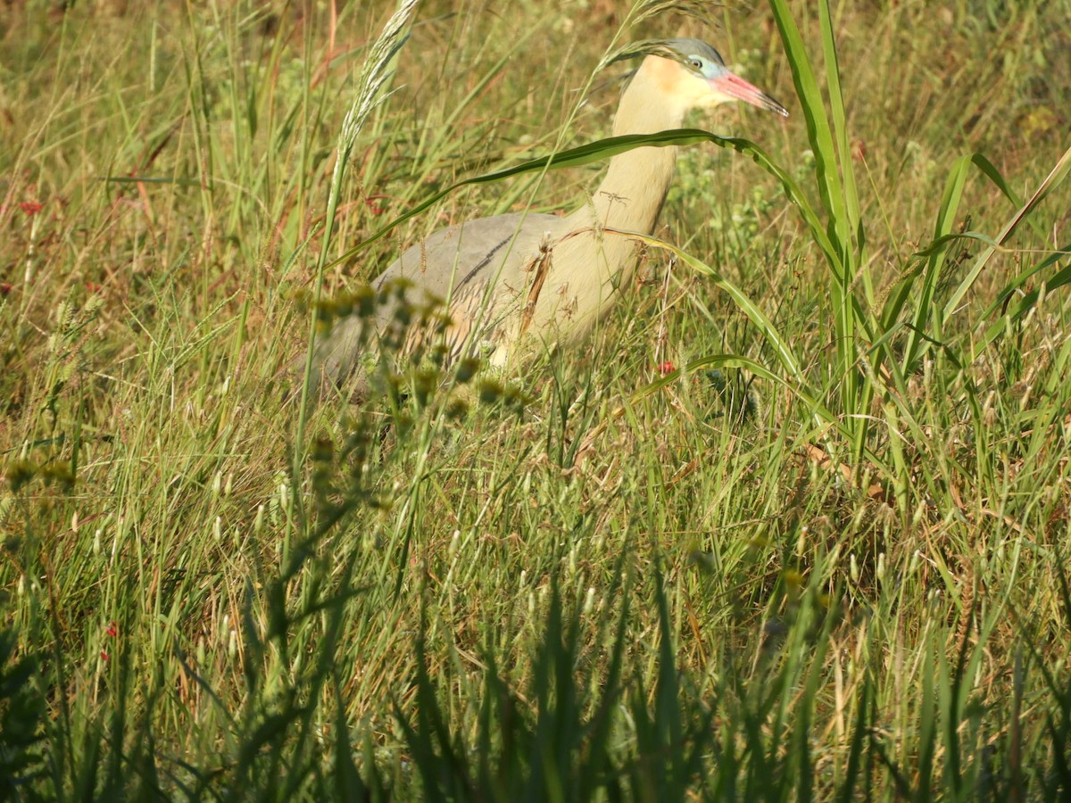 Whistling Heron - Silvia Enggist