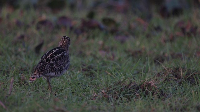 Pantanal Snipe - ML609996644