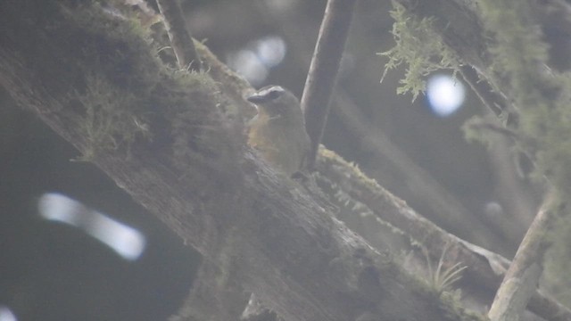 Tyranneau à tête brune - ML609996652