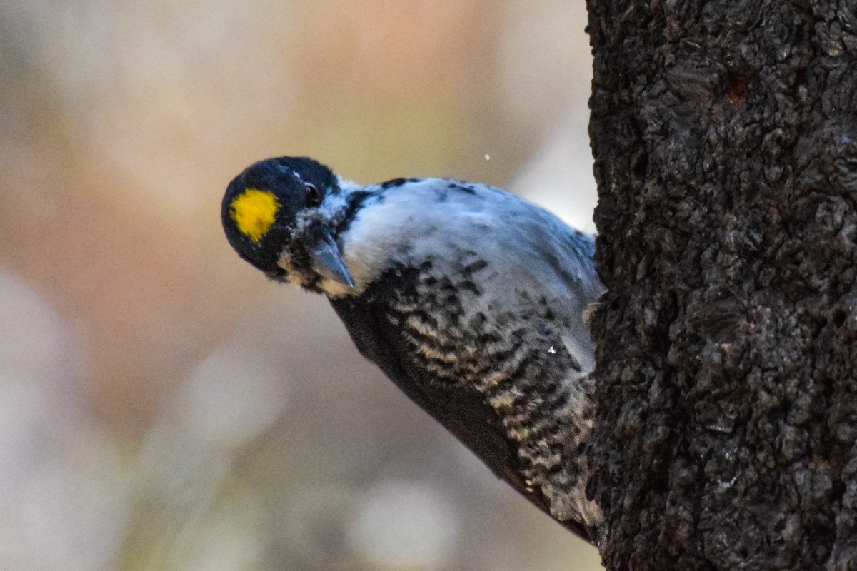 Black-backed Woodpecker - ML609996672