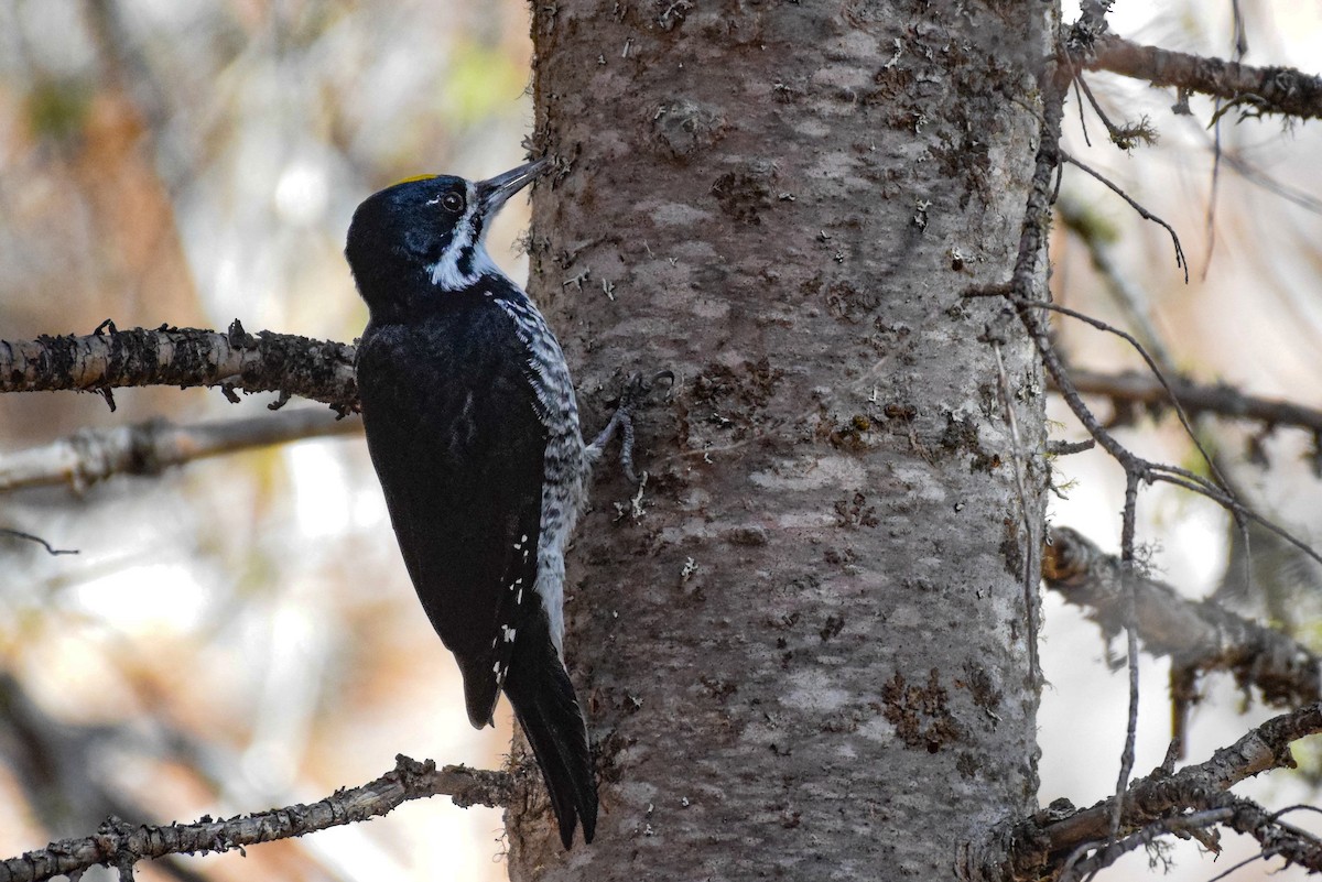 Black-backed Woodpecker - ML609996675