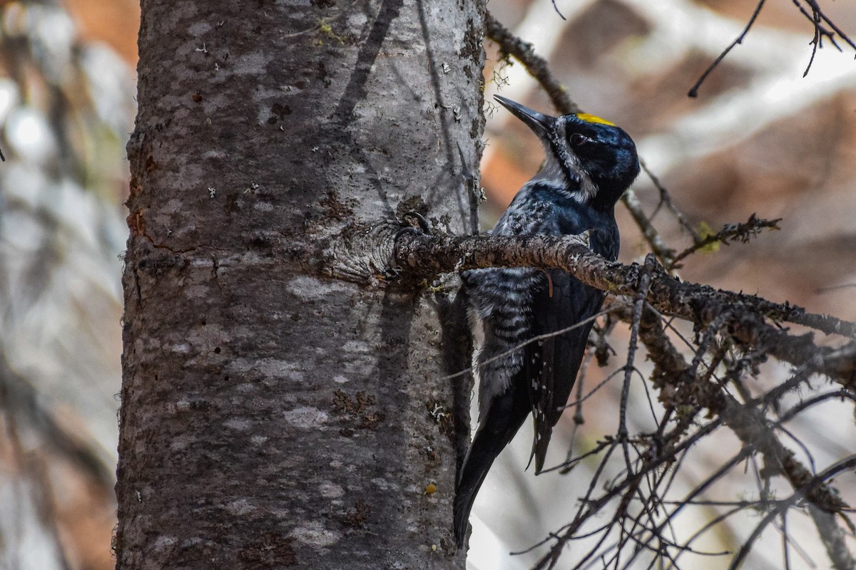 Black-backed Woodpecker - ML609996679