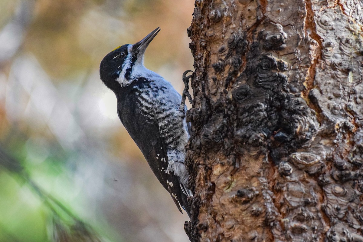 Black-backed Woodpecker - ML609996680