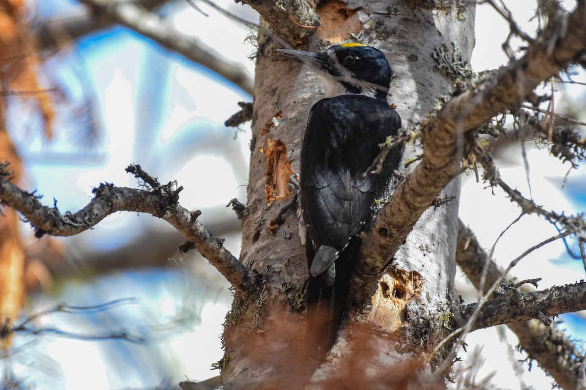 Black-backed Woodpecker - ML609996681