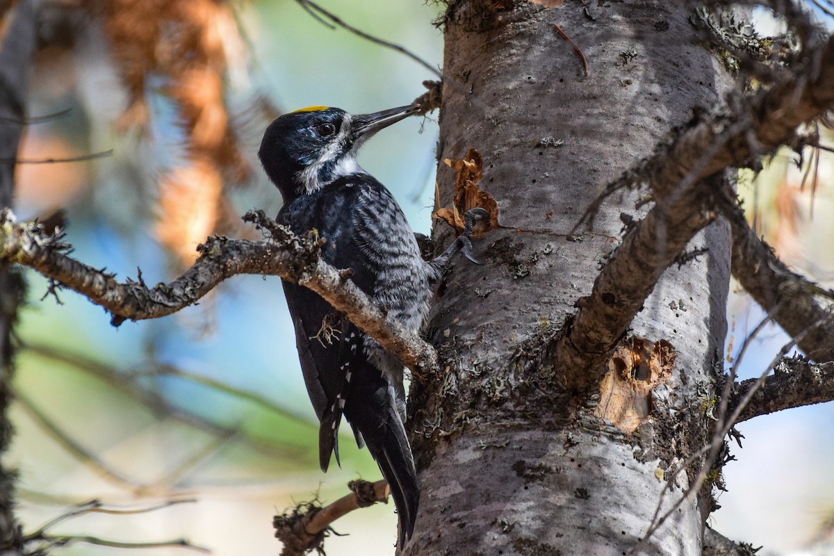 Black-backed Woodpecker - ML609996682