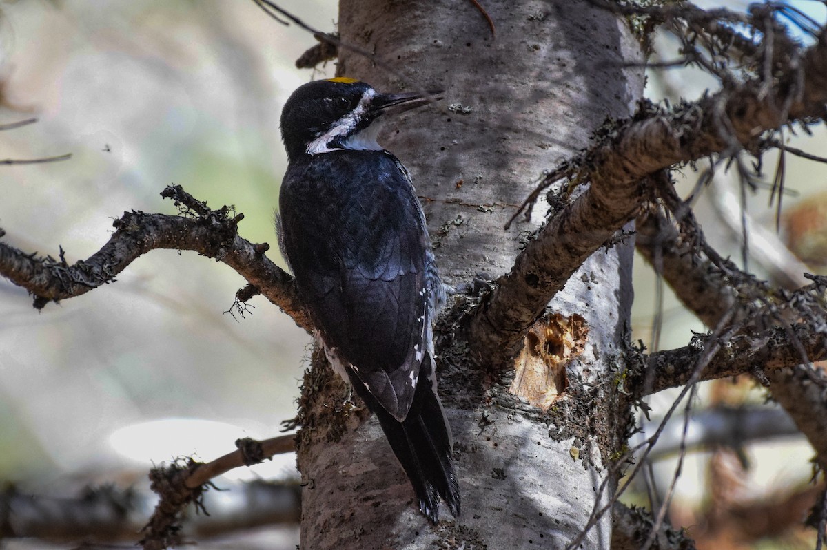 Black-backed Woodpecker - ML609996683
