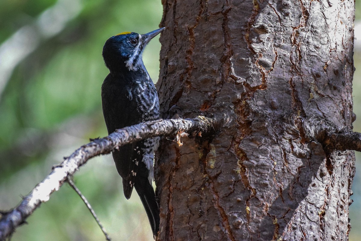 Black-backed Woodpecker - ML609996687