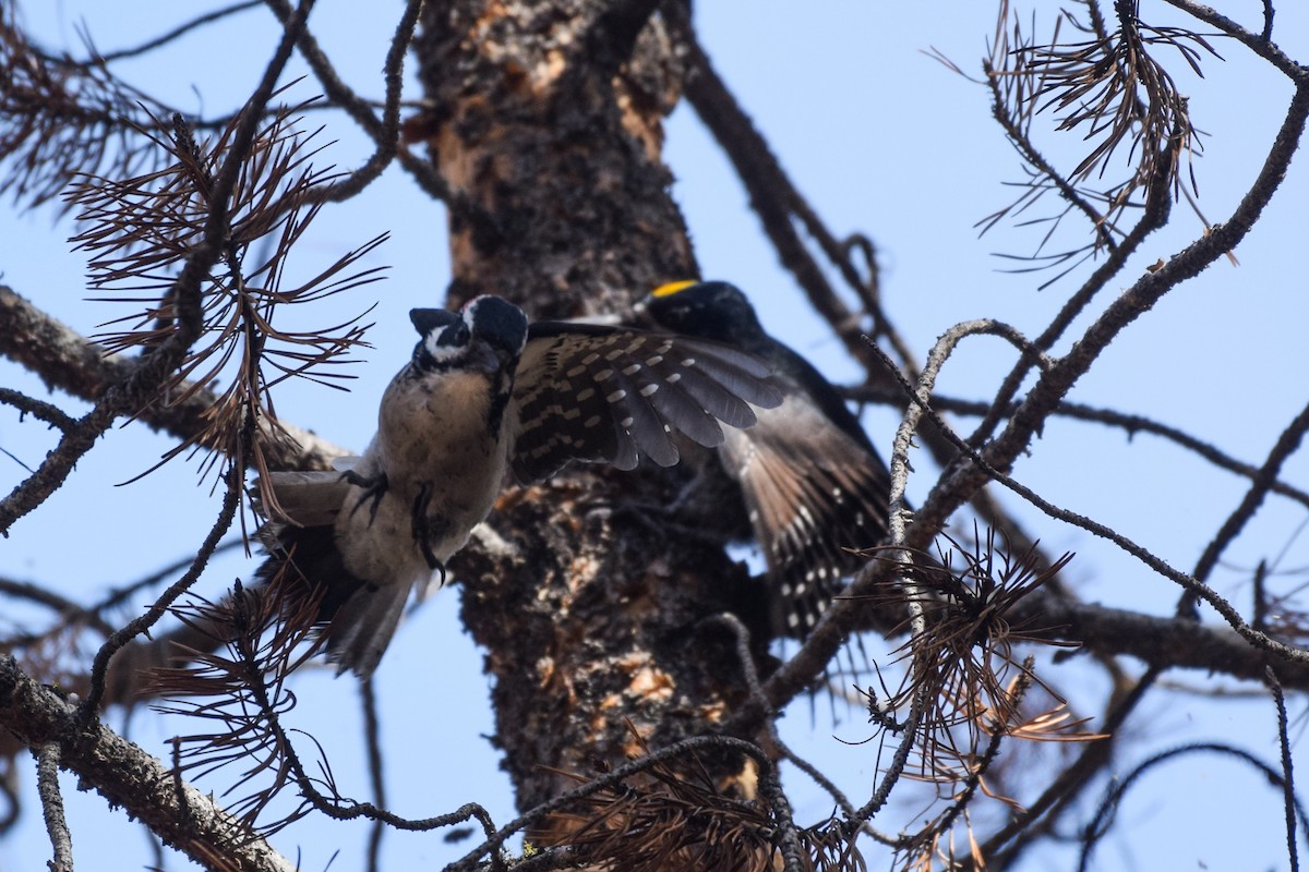 Hairy Woodpecker - ML609996699