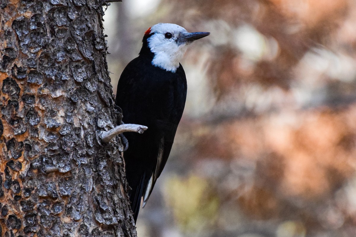 White-headed Woodpecker - ML609996702