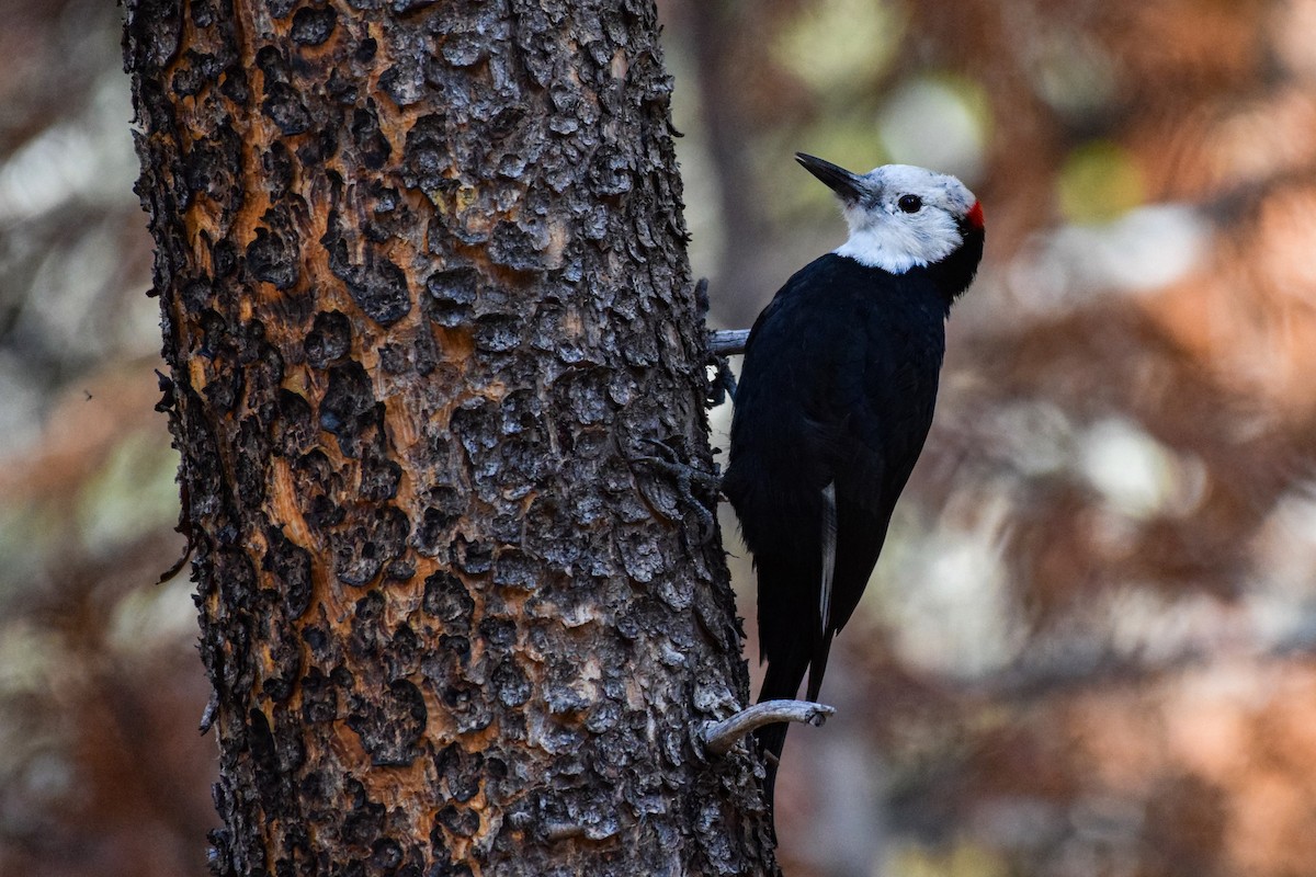 White-headed Woodpecker - ML609996703