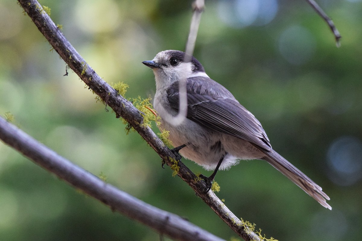 Canada Jay - ML609996714