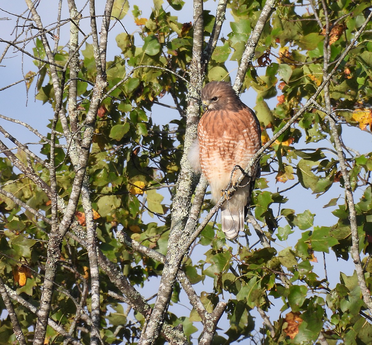 Broad-winged Hawk - Roseanna Denton