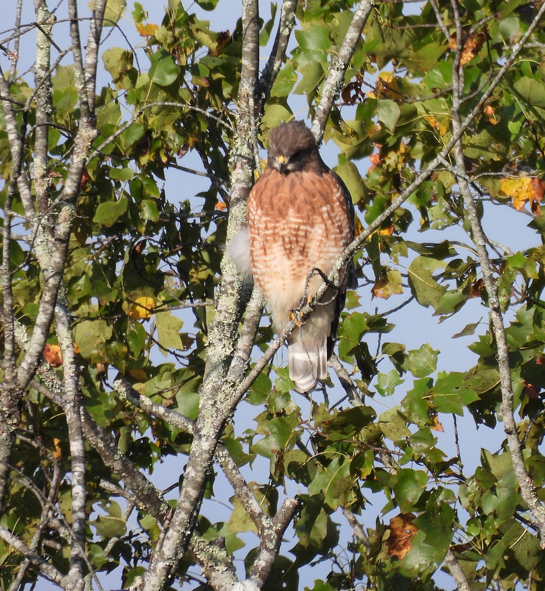 Broad-winged Hawk - ML609996792