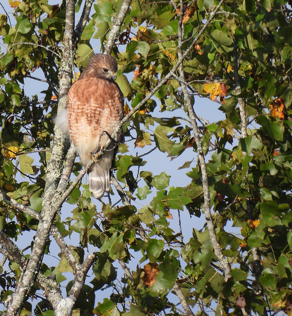 Broad-winged Hawk - ML609996801